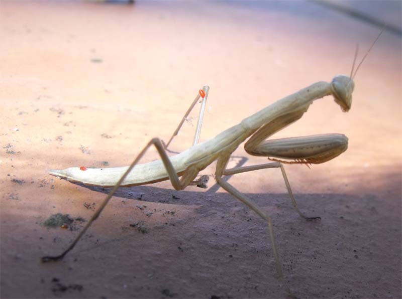 Mantide maremmana (giovane Mantis religiosa)